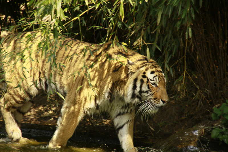 Tiger Walking in Water — Brown