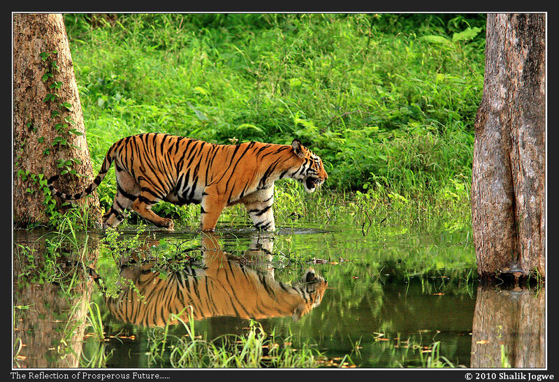Tiger Walking in Water — Green