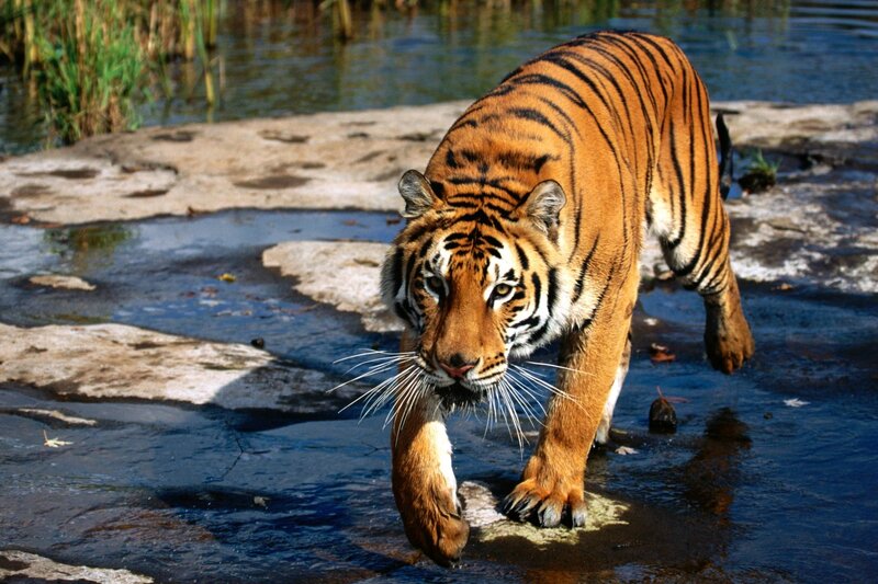 Tiger Walking in Water — Orange, Alert, Afternoon, Photograph, Rocks, Reeds, Black, Blue