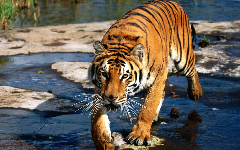 Tiger Walking in Water — Orange, Alert, Afternoon, Photograph, Rocks