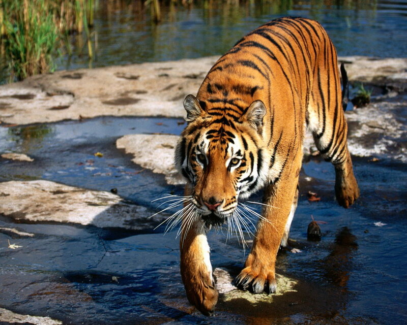 Tiger Walking in Water — Orange, Alert, Afternoon
