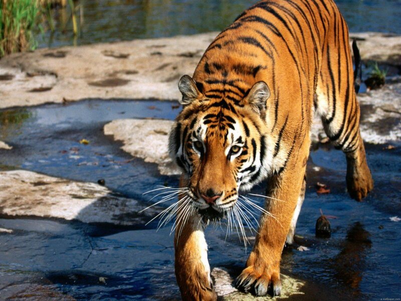 Tiger Walking in Water — Orange, Alert