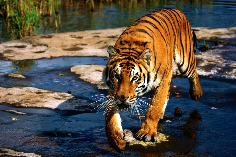 Tiger Walking in Water — Orange, Dramatic, Afternoon