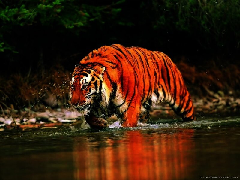 Tiger Walking in Water — Orange, Dramatic, Night
