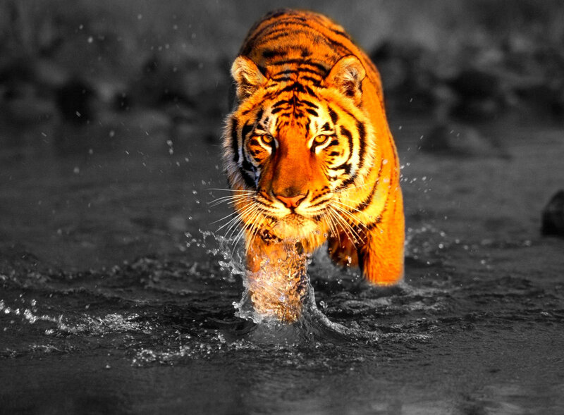 Tiger Walking in Water — Orange, Dramatic, Photograph