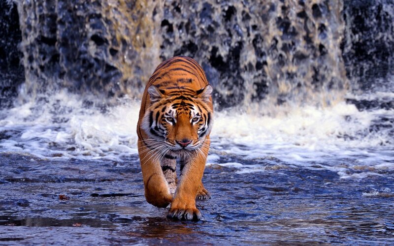 Tiger Walking in Water — Orange, Dramatic, Photograph, Waterfall