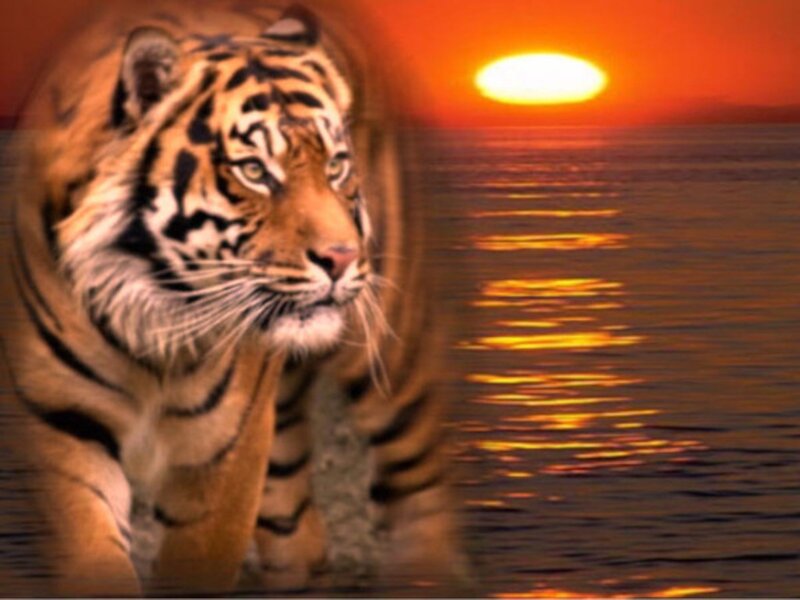 Tiger Walking in Water — Orange, Dramatic, Sunset, Digital Art, Sun