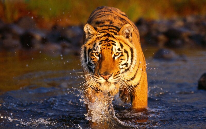 Tiger Walking in Water — Orange, Dramatic, Sunset, Photograph, Rocks, Splashes