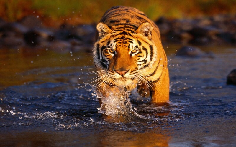 Tiger Walking in Water — Orange, Dramatic, Sunset, Photograph, Rocks