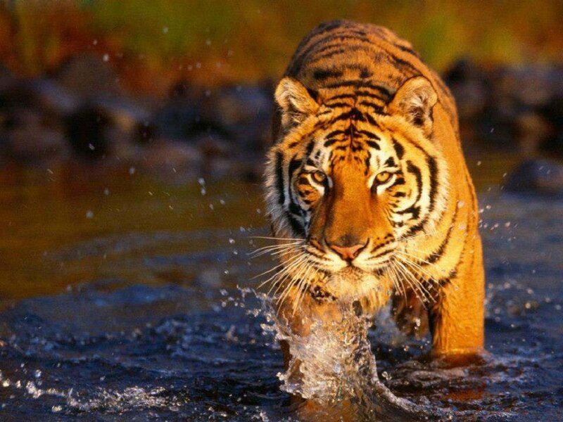 Tiger Walking in Water — Orange, Dramatic, Sunset, Photograph