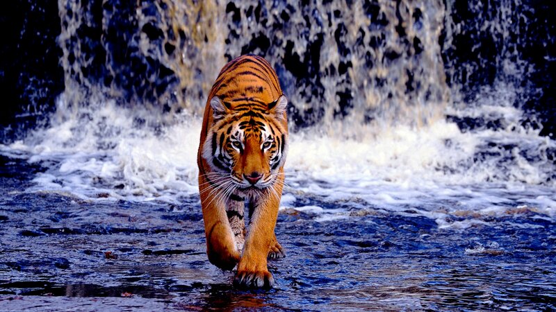 Tiger Walking in Water — Orange, Dramatic