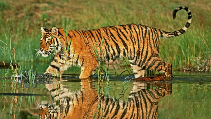 Tiger Walking in Water — Orange, Natural, Afternoon, Photograph