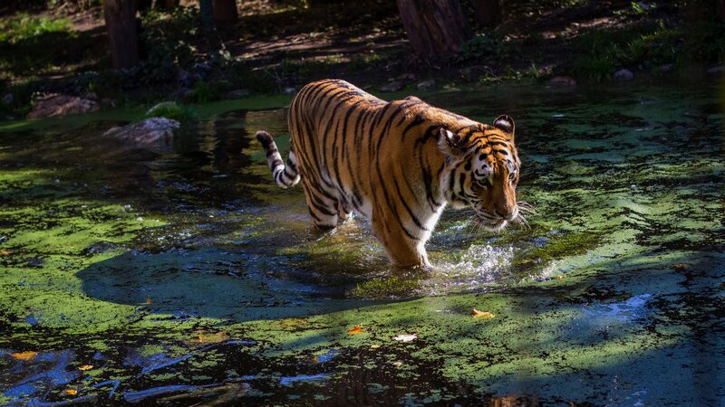 Tiger Walking in Water — Orange, Natural, Afternoon, Photograph, Trees