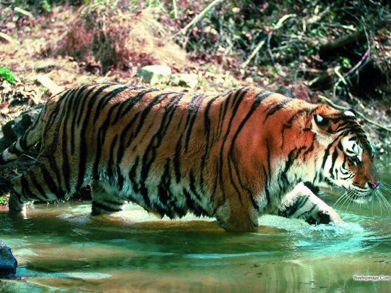 Tiger Walking in Water — Orange, Natural, Afternoon
