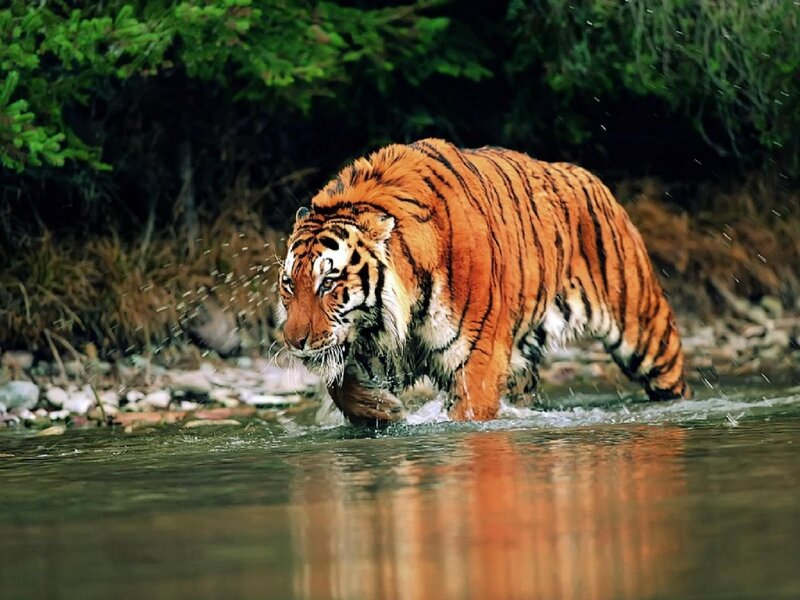 Tiger Walking in Water — Orange, Natural, Photograph