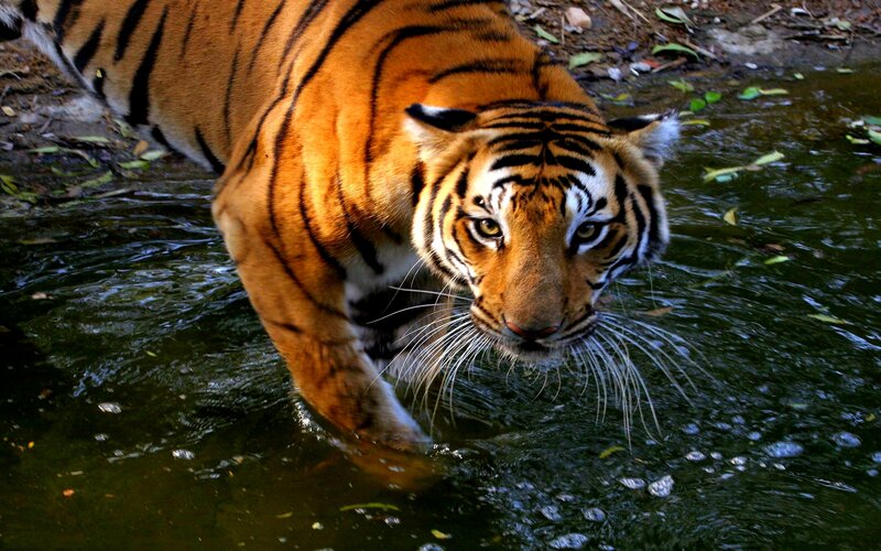 Tiger Walking in Water — Orange