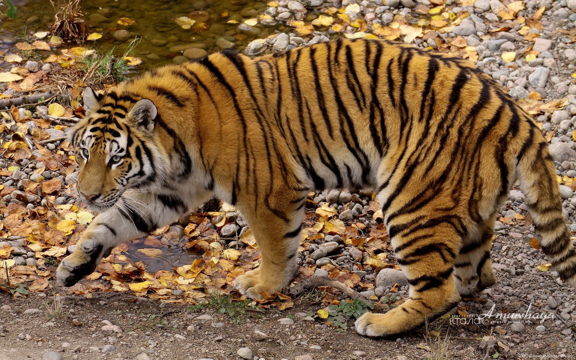 tiger walking near stream