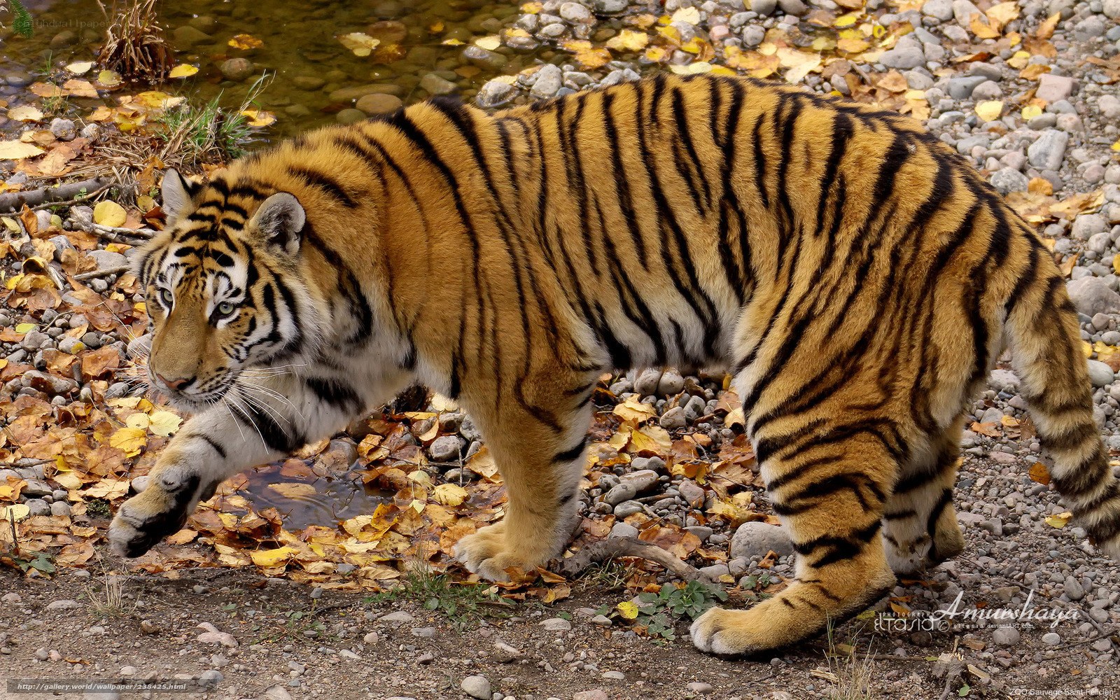 tiger walking near stream