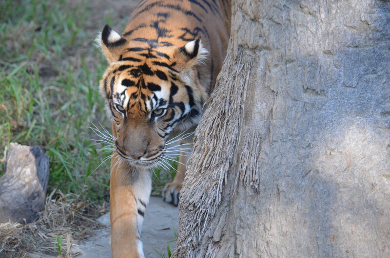 Tiger Walking Near Tree — Orange