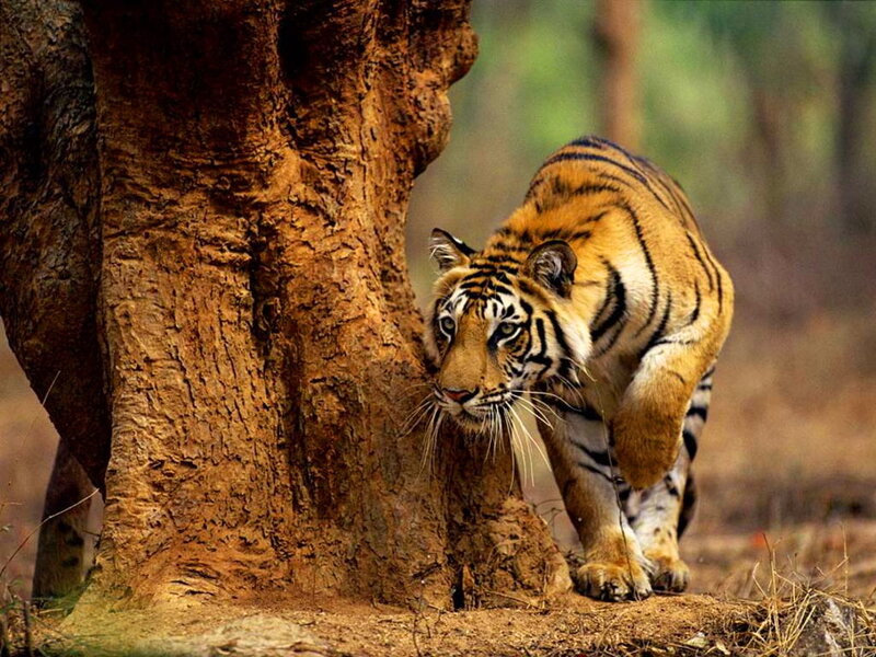 Tiger Walking Near Tree