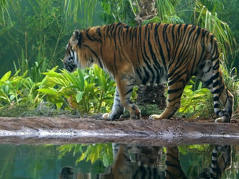 Tiger Walking Near Water — Orange, Natural, Afternoon, Photograph, Plants
