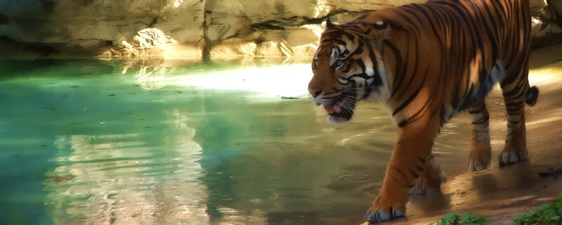 Tiger Walking Near Water — Orange, Natural, Afternoon, Photograph