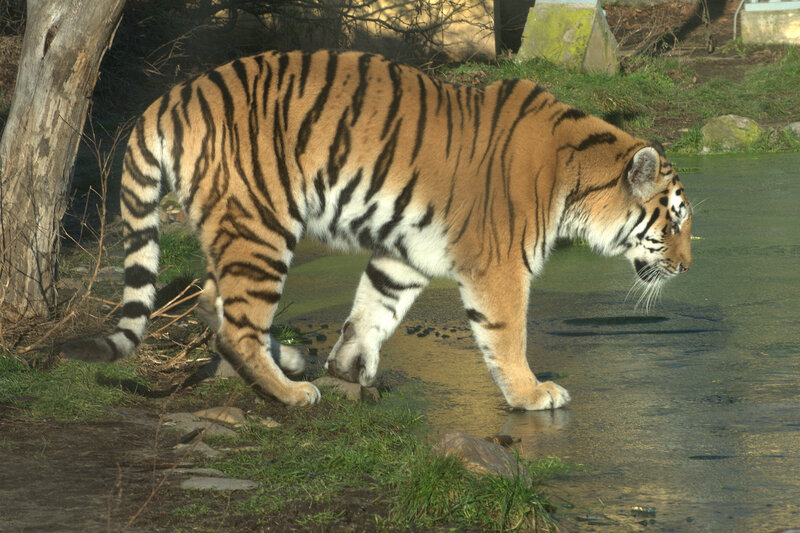 Tiger Walking Near Water — Orange, Natural