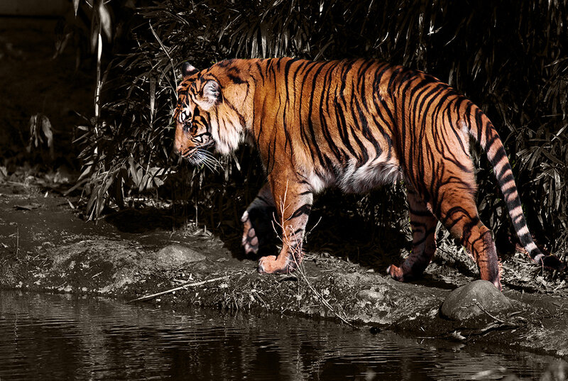 Tiger Walking Near Water — Orange