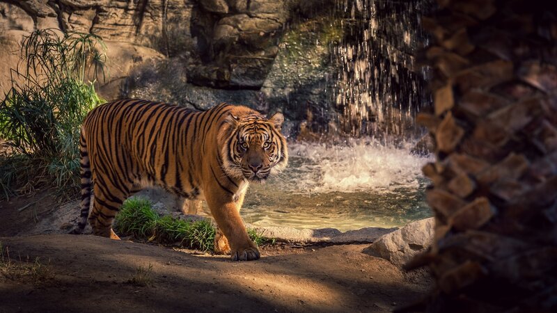 Tiger Walking Near Waterfall — Orange