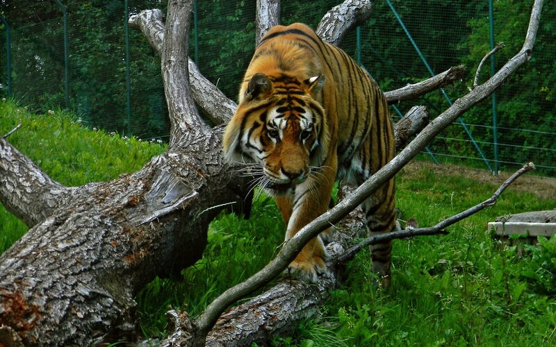 Tiger walking on a log