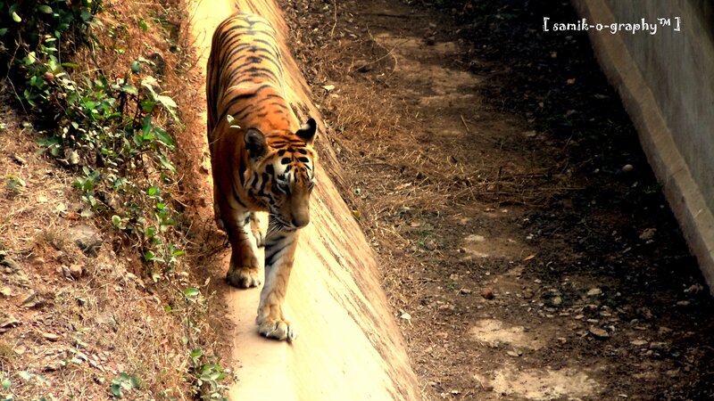 tiger walking on a path