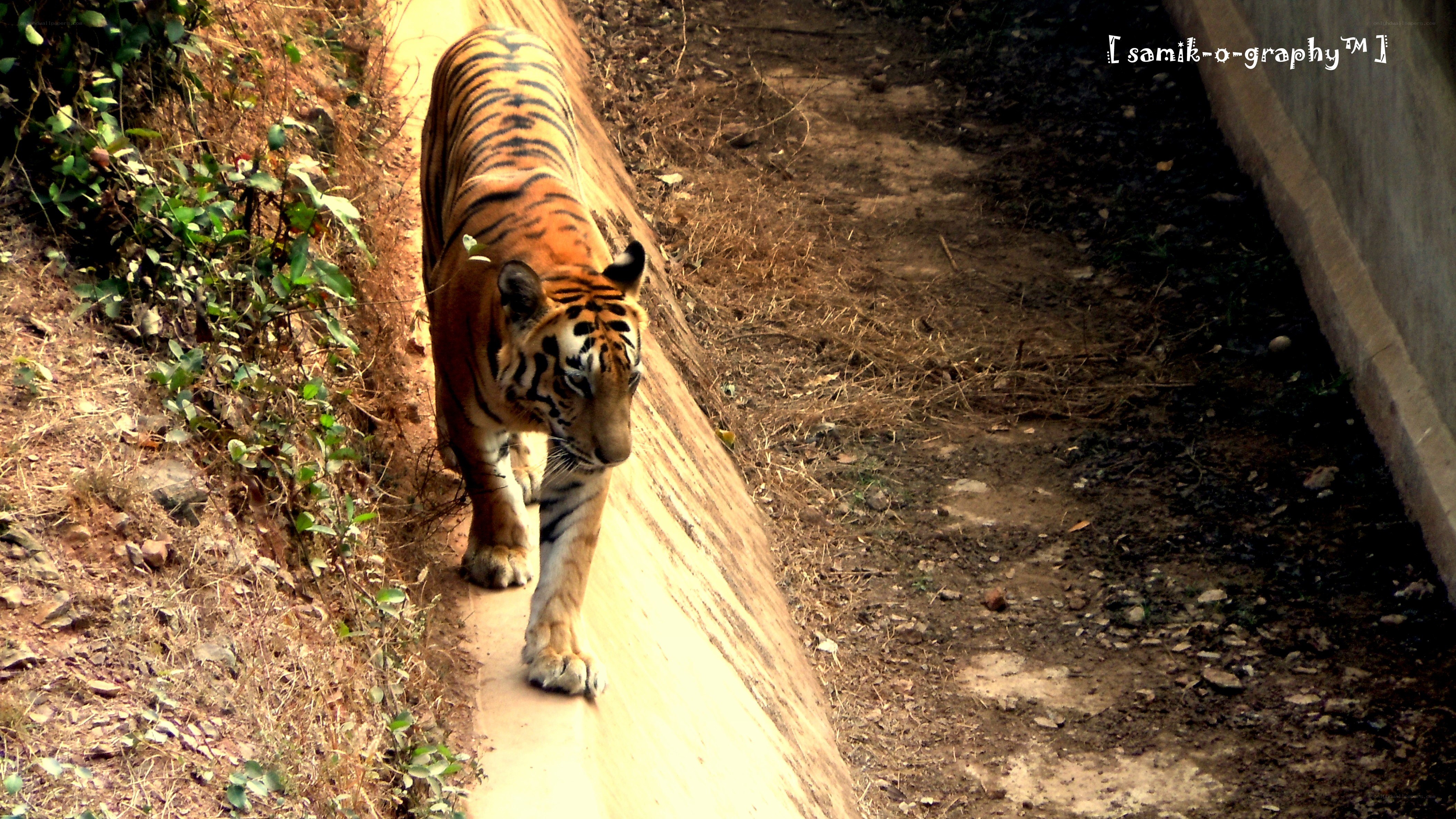 tiger walking on a path