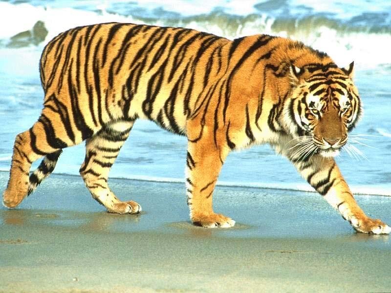 Tiger Walking on Beach — Orange