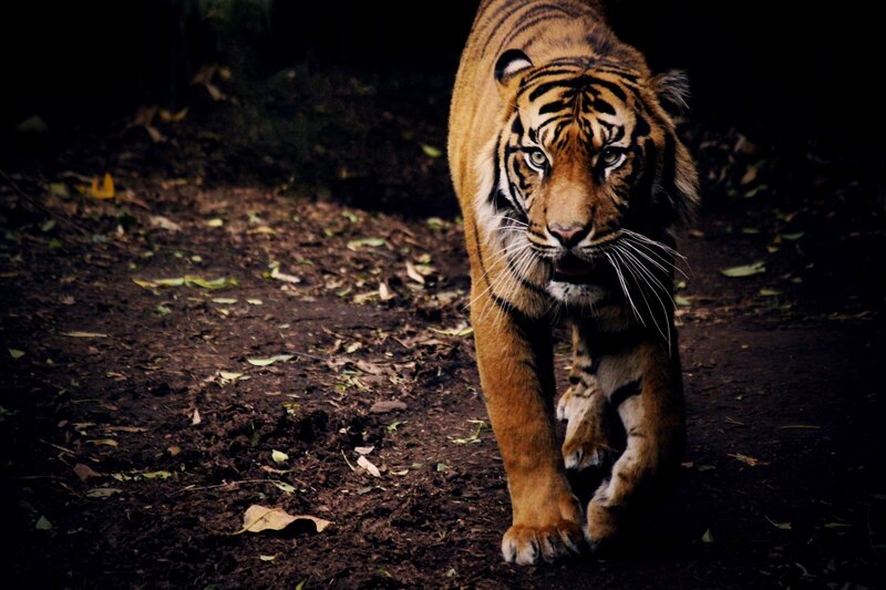 Tiger Walking on Dirt — Brown