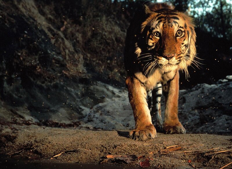 Tiger walking on dirt path