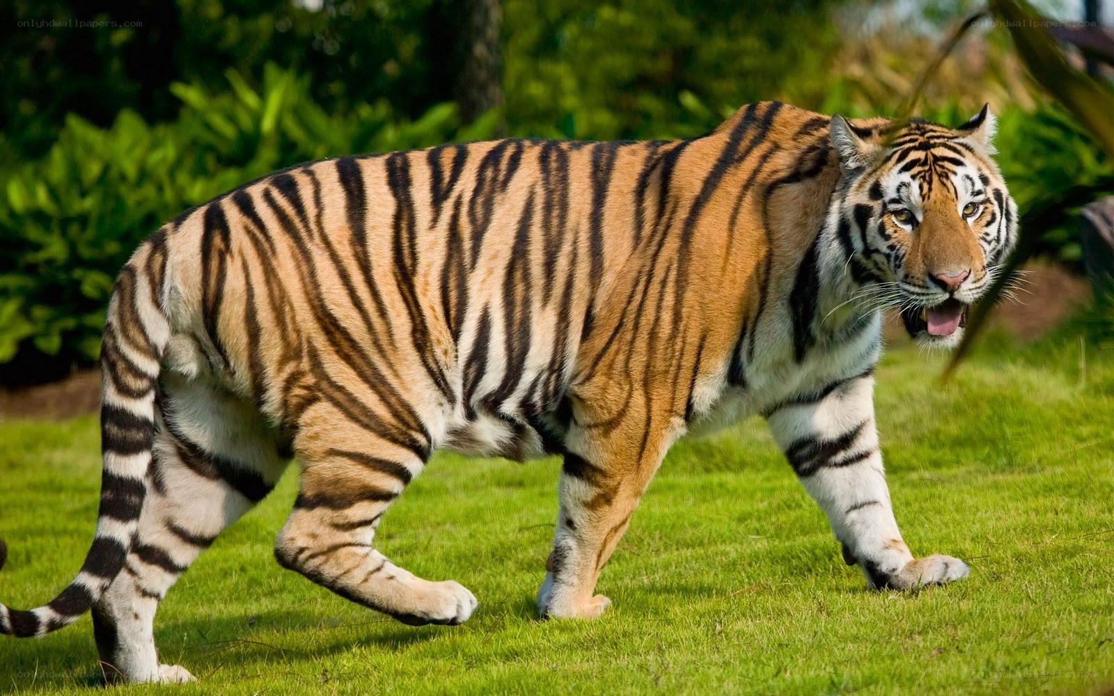 tiger walking on grass