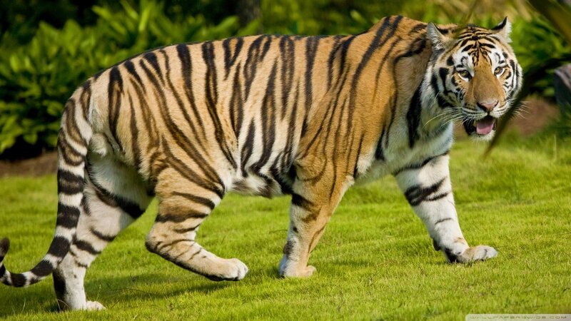 tiger walking on grass