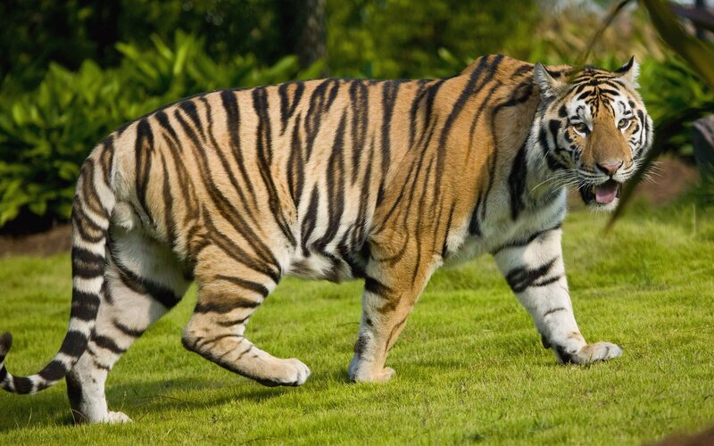 tiger walking on grass