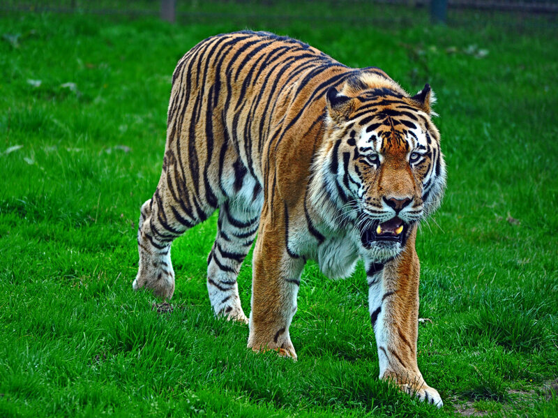 tiger walking on grass