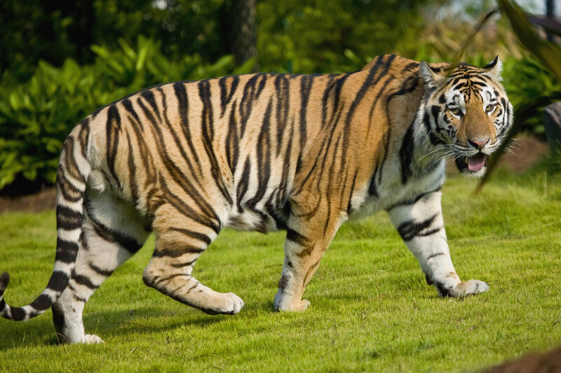 tiger walking on grass
