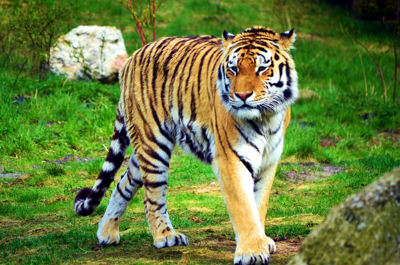 Tiger Walking on Grass — Green, Alert