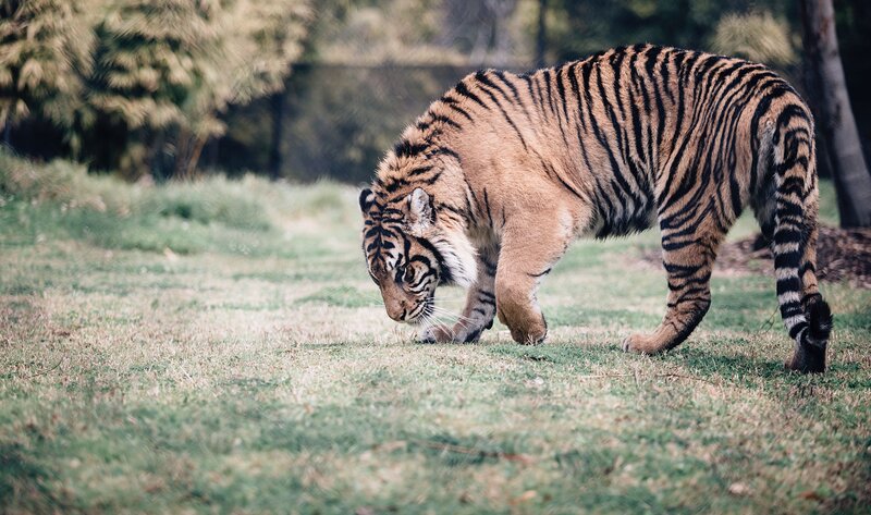 Tiger Walking on Grass — Green, Calm, Afternoon