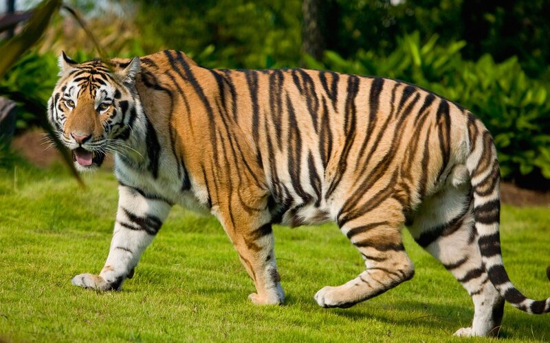 Tiger Walking on Grass — Green, Natural, Afternoon