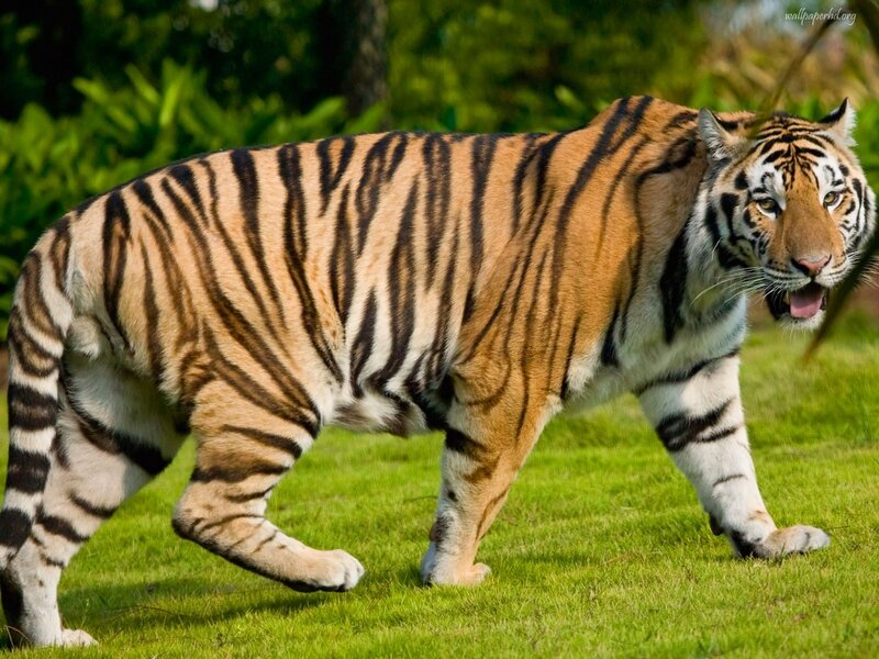 Tiger Walking on Grass — Green
