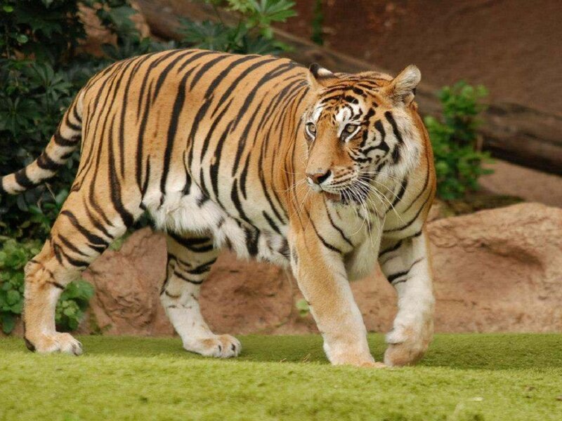 Tiger Walking on Grass — Orange, Alert, Photograph, Rocks