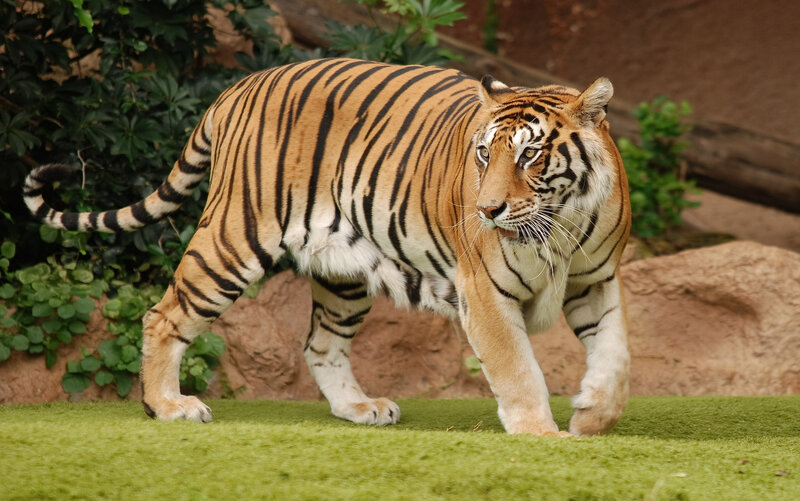 Tiger Walking on Grass — Orange, Alert, Photograph