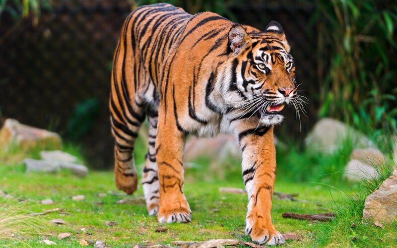 Tiger Walking on Grass — Orange, Alert