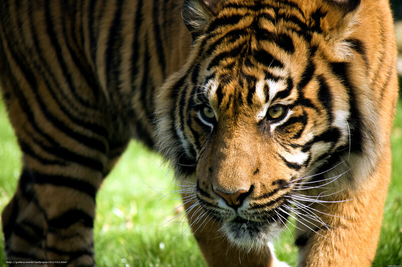 Tiger Walking on Grass — Orange, Intense, Afternoon, Photograph