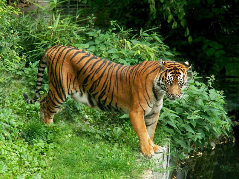 Tiger Walking on Grass — Orange