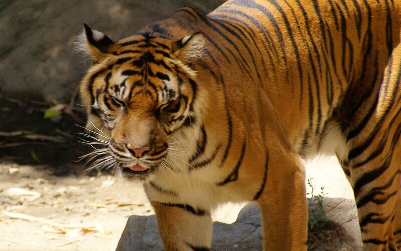 Tiger Walking on Ground — Orange, Alert, Afternoon